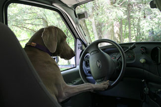 Dog Dog